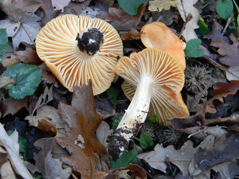 1)Fotogr.1.1.2019.sotto Quercia