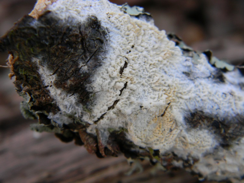 2)Fotogr.1.1.2019.sotto Quercia lignicolo