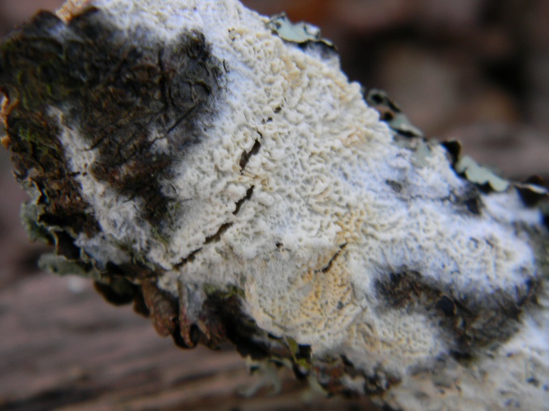 2)Fotogr.1.1.2019.sotto Quercia lignicolo