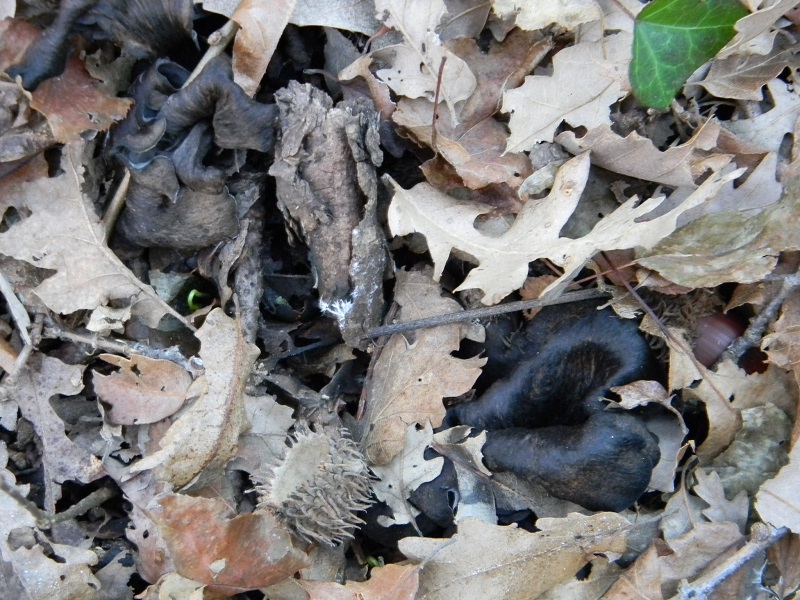 3)Fotogr.1.1.2019.sotto Quercia