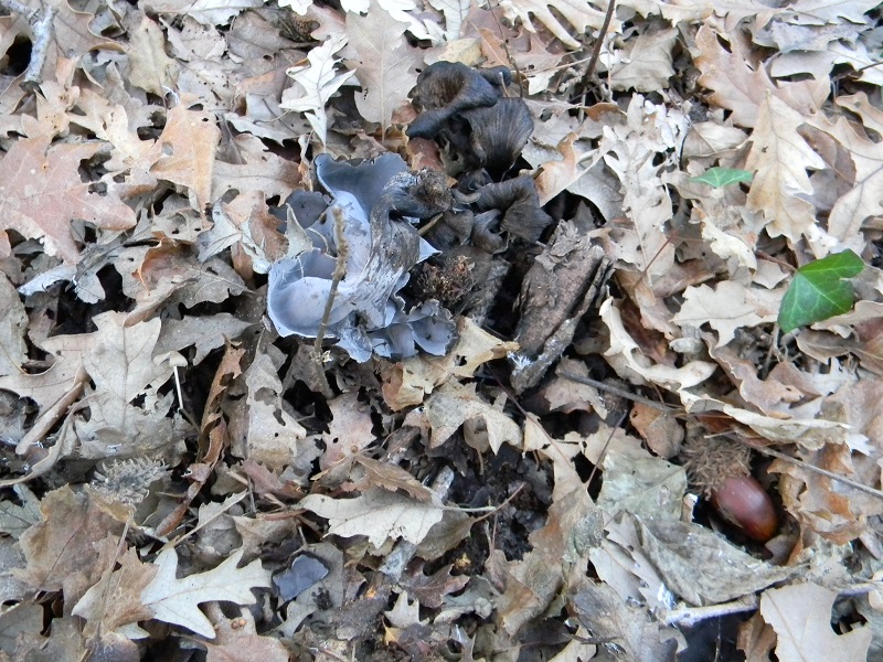 3)Fotogr.1.1.2019.sotto Quercia