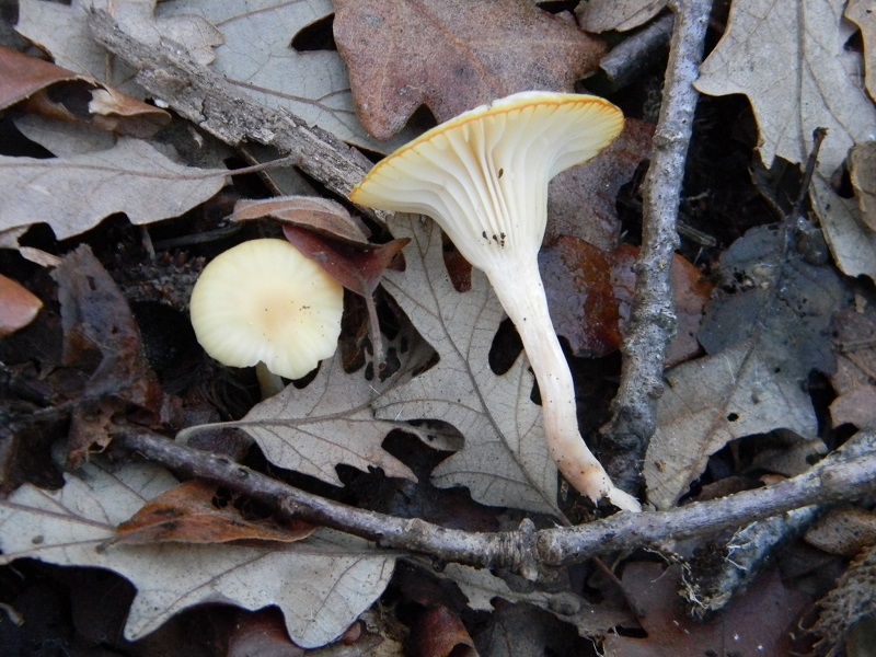 4)Fotogr.1.1.2019.sotto Quercia