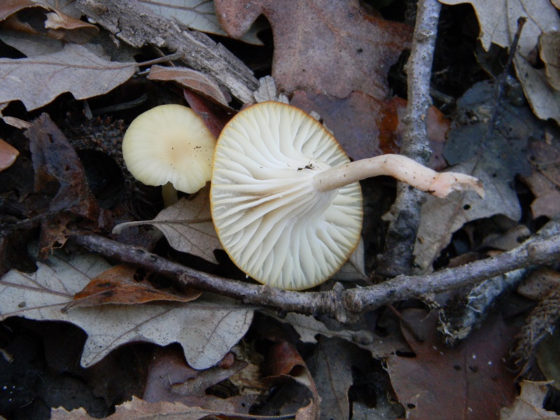 4)Fotogr.1.1.2019.sotto Quercia