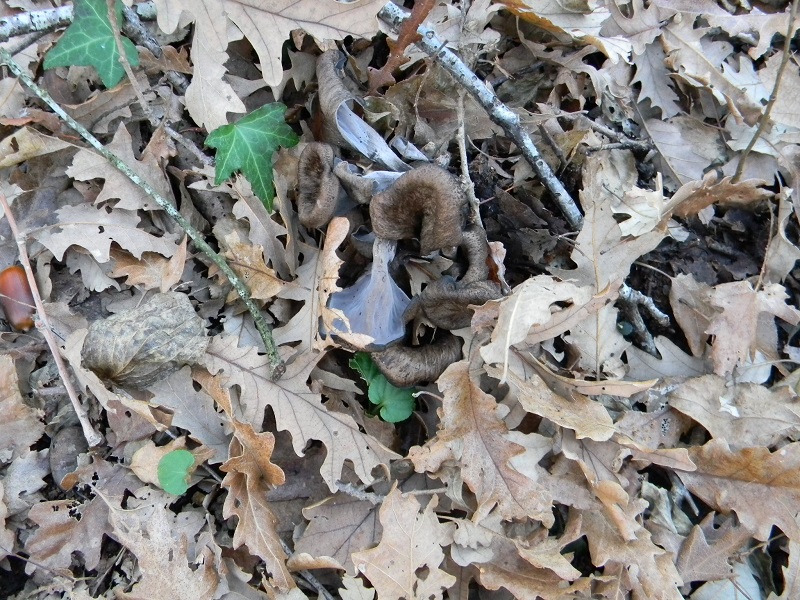 5)Fotogr.1.1.2019.sotto Quercia