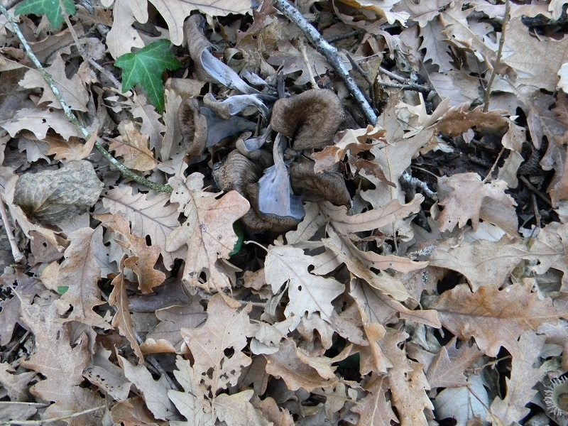 5)Fotogr.1.1.2019.sotto Quercia