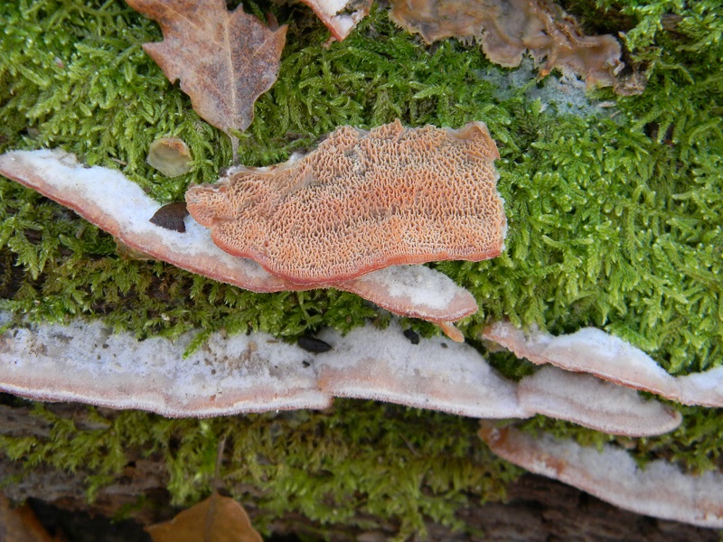 6)Fotogr.1.1.2019.sotto Quercia lignicolo