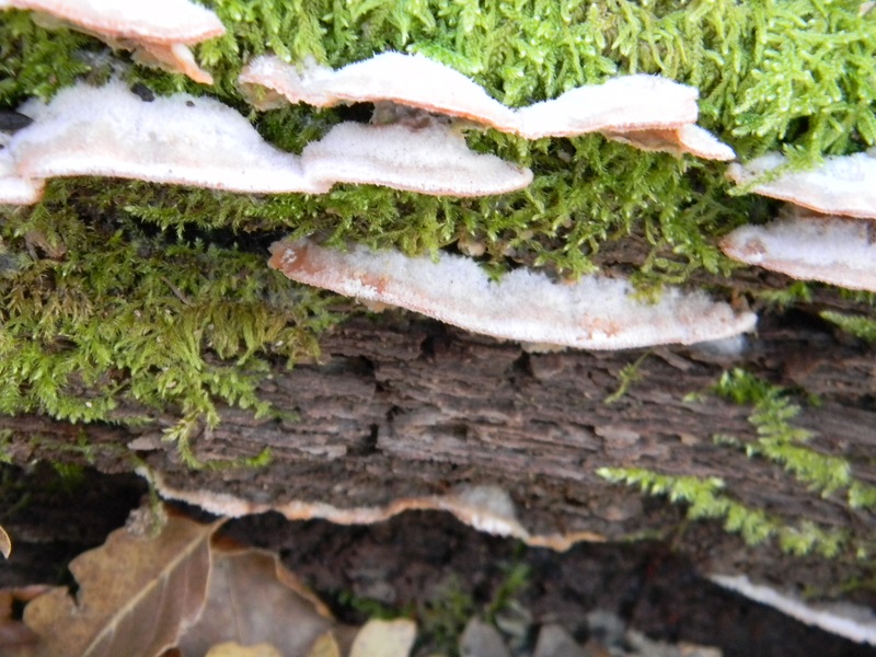 6)Fotogr.1.1.2019.sotto Quercia lignicolo
