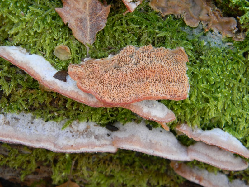 6)Fotogr.1.1.2019.sotto Quercia lignicolo