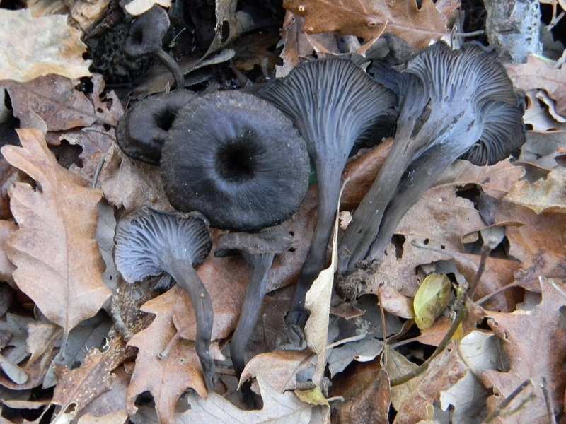 7)Fotogr.1.1.2019.sotto Quercia ultimo del 1.1.