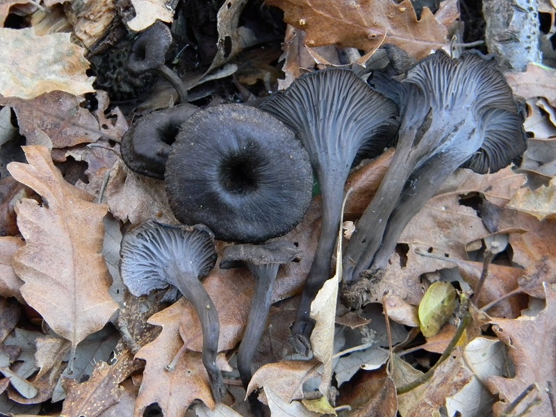 7)Fotogr.1.1.2019.sotto Quercia ultimo del 1.1.