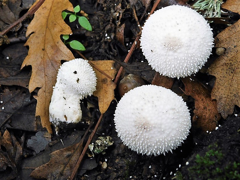 9)Fotogr 1.11.2019  sotto Quercia