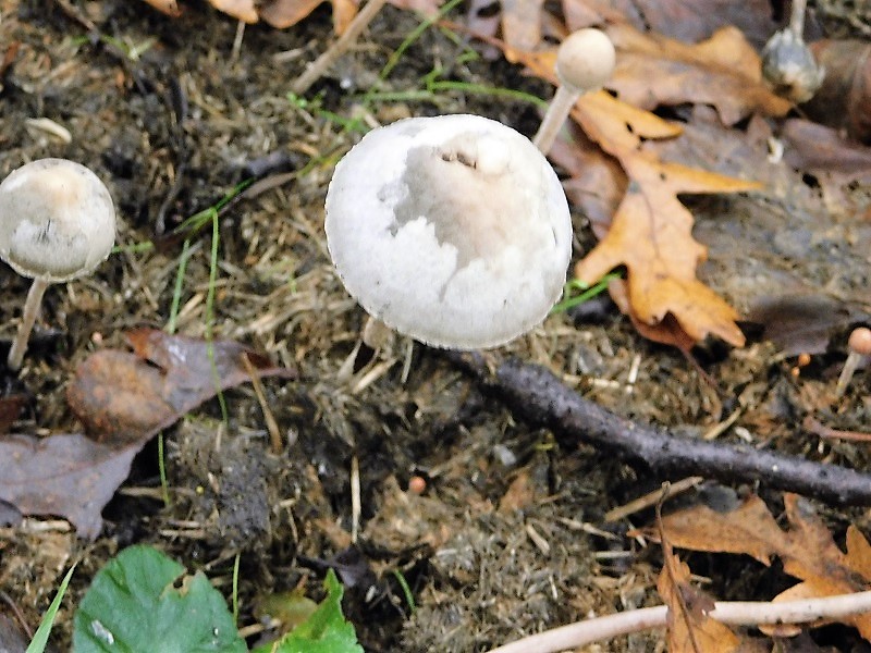 10)Fotogr 1.11.2019 sotto Quercia