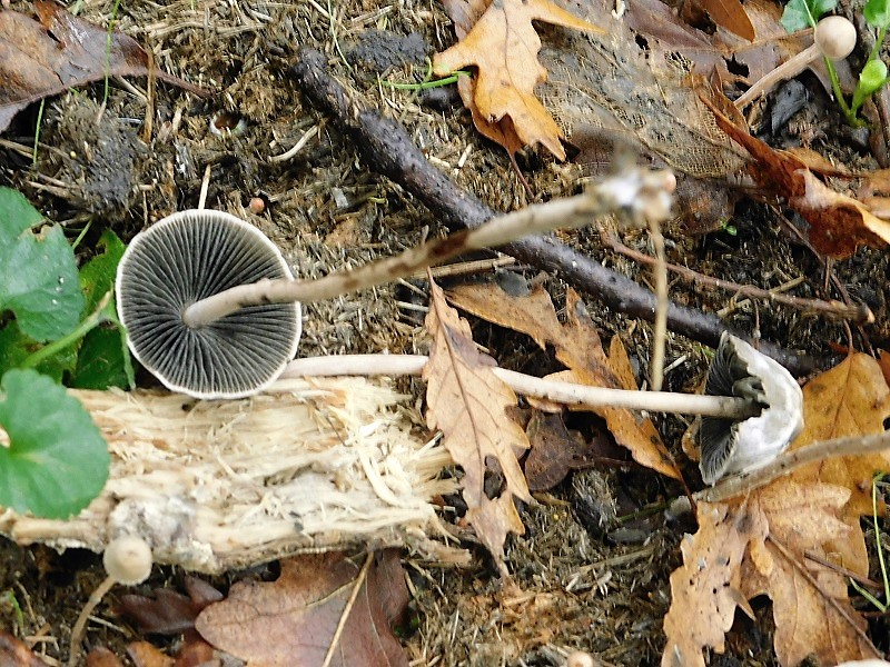 10)Fotogr 1.11.2019 sotto Quercia