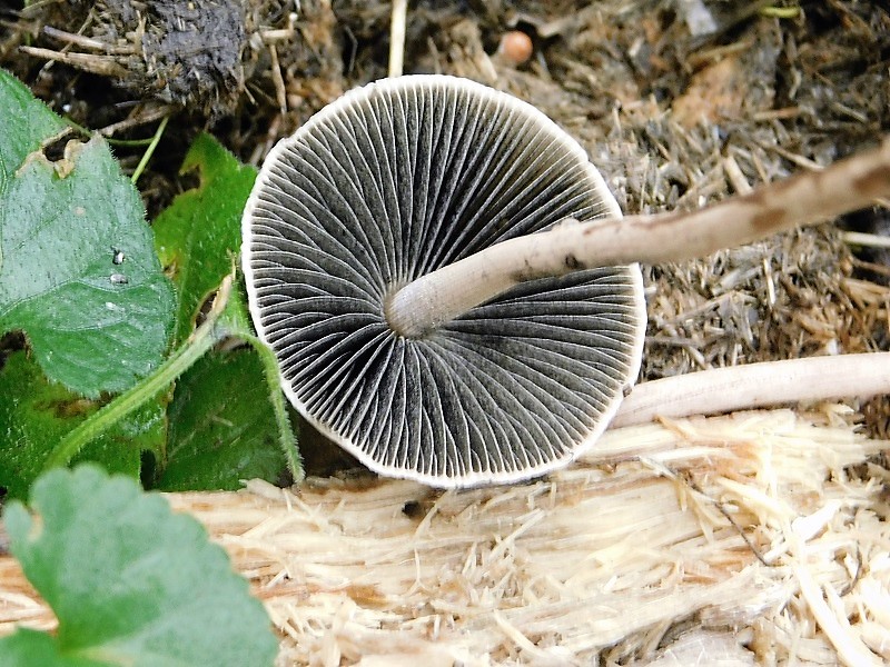 10)Fotogr 1.11.2019 sotto Quercia