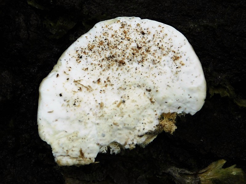 12)Fotogr.1.11.2019 sotto Quercia lignicolo