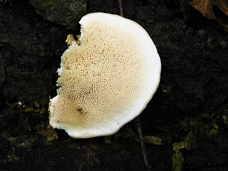 12)Fotogr.1.11.2019 sotto Quercia lignicolo