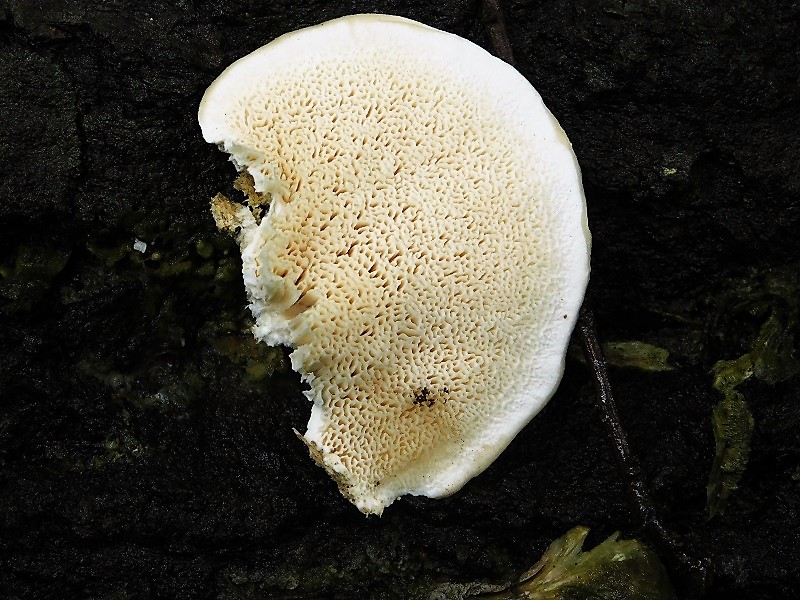 12)Fotogr.1.11.2019 sotto Quercia lignicolo