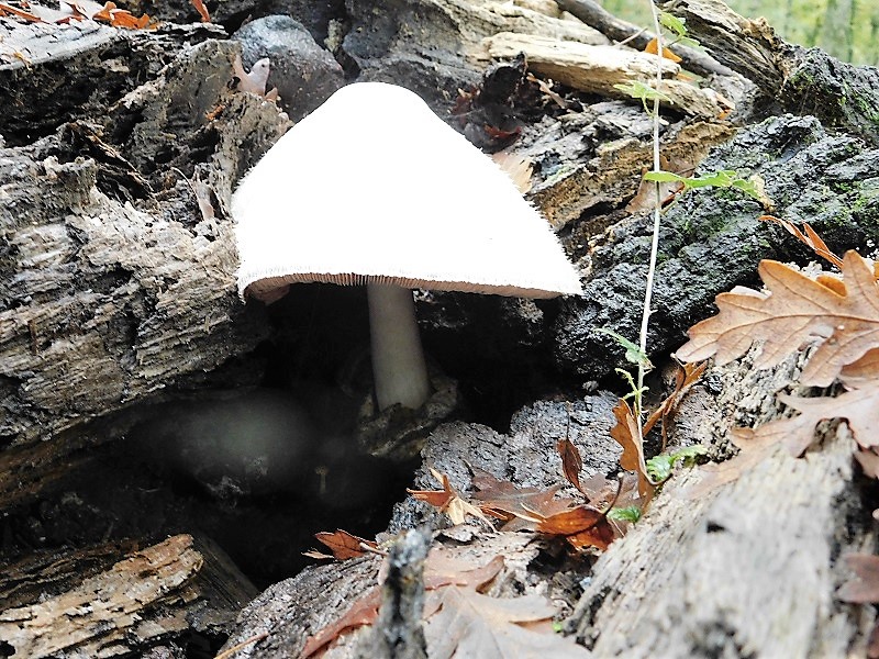 7)Fotogr.1.11.2019 sotto Quercia lignicol