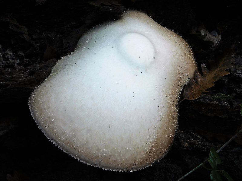 7)Fotogr.1.11.2019 sotto Quercia lignicol