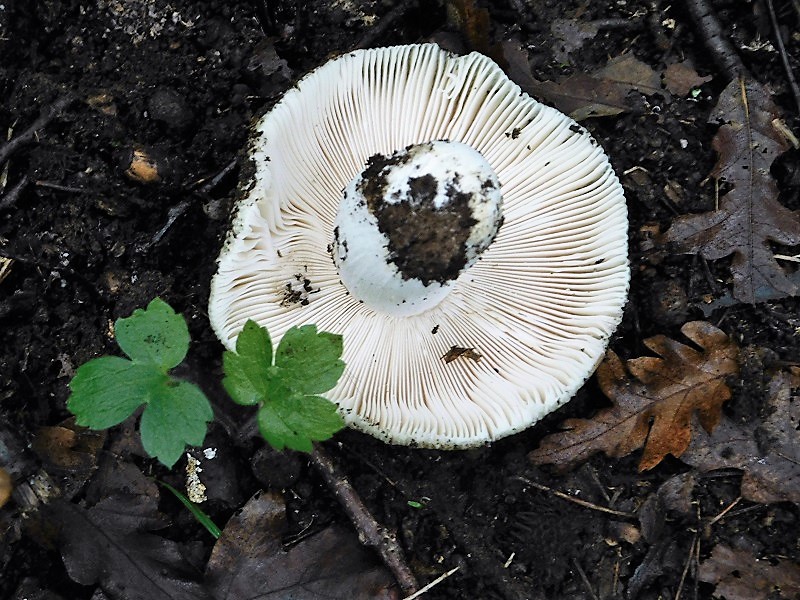 8)Fotogr.1.11.2019 sotto Quercia