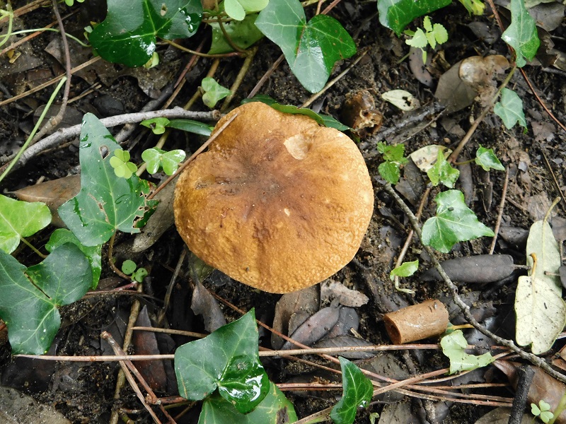 16)Fotogr.il 23.11.2019 sotto Leccio  corbezzolo