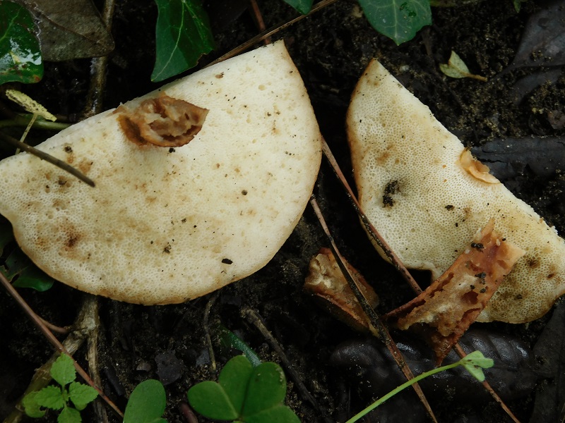 16)Fotogr.il 23.11.2019 sotto Leccio  corbezzolo