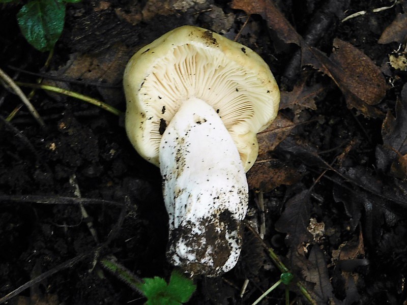 1)Fotogr.1.11.2019 sotto Quercia