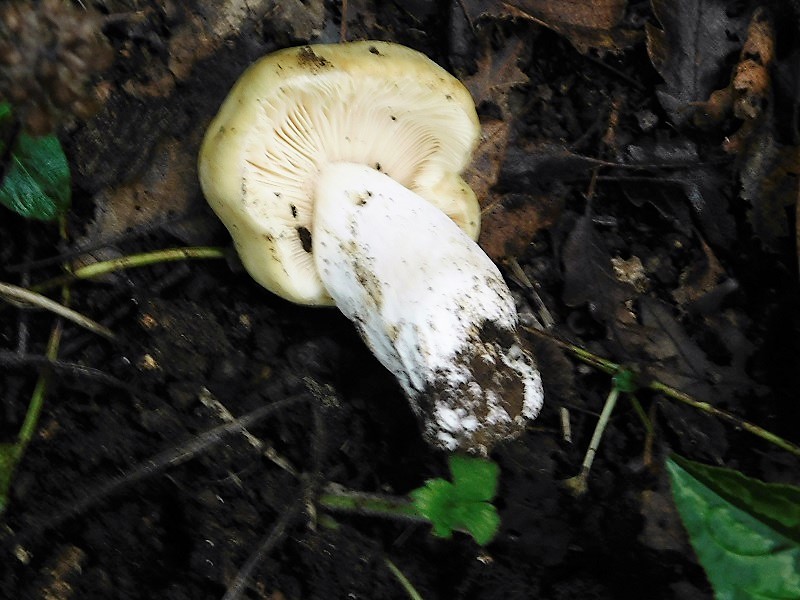 1)Fotogr.1.11.2019 sotto Quercia