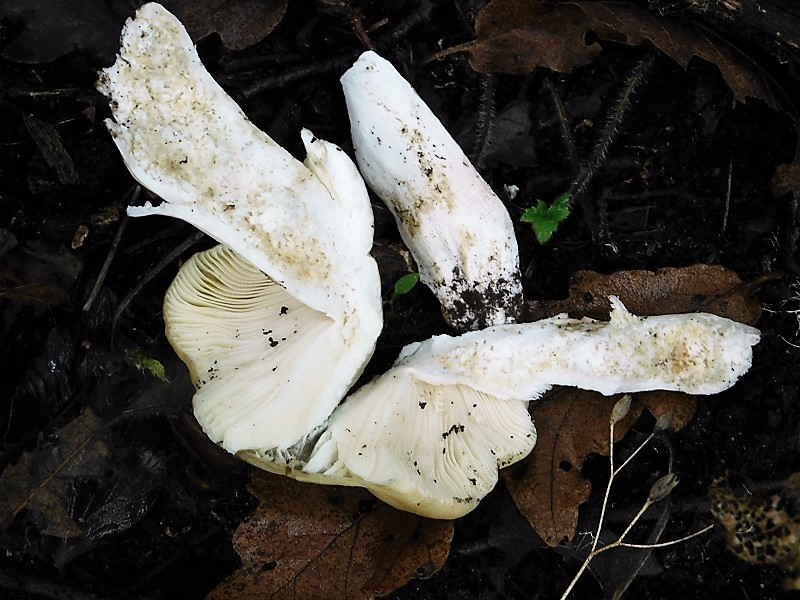 1)Fotogr.1.11.2019 sotto Quercia