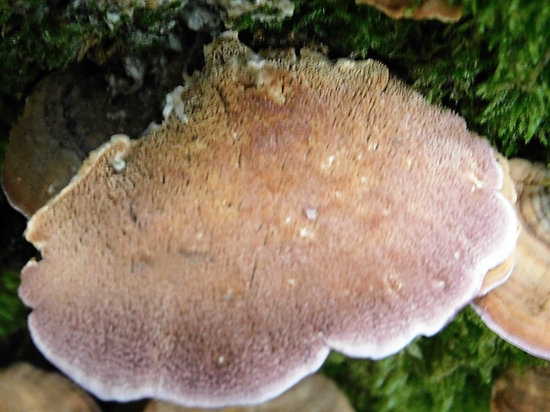 2)Fotogr.1.11.2019 sotto Quercia  lignicolo