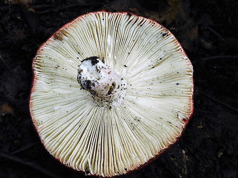 3)Fotogr.1.11.2019 sotto Quercia