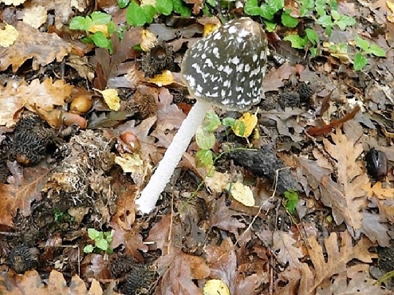 4)Fotogr.1.11.2019 sotto Quercia