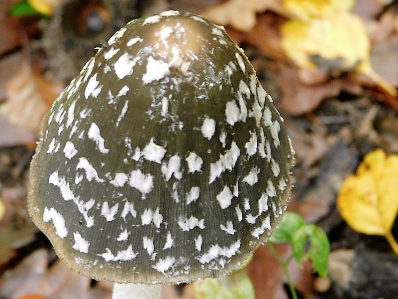 4)Fotogr.1.11.2019 sotto Quercia