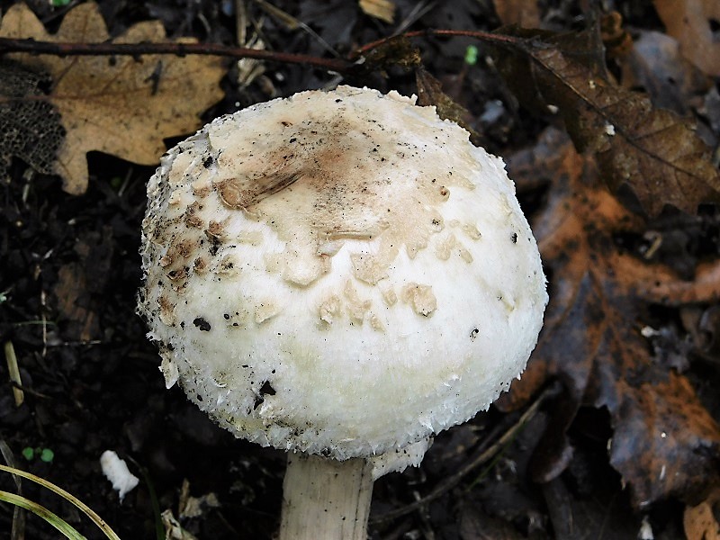 5)Fotogr.1.11.2019 sotto Quercia