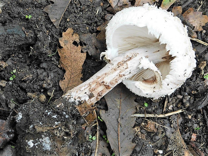 5)Fotogr.1.11.2019 sotto Quercia