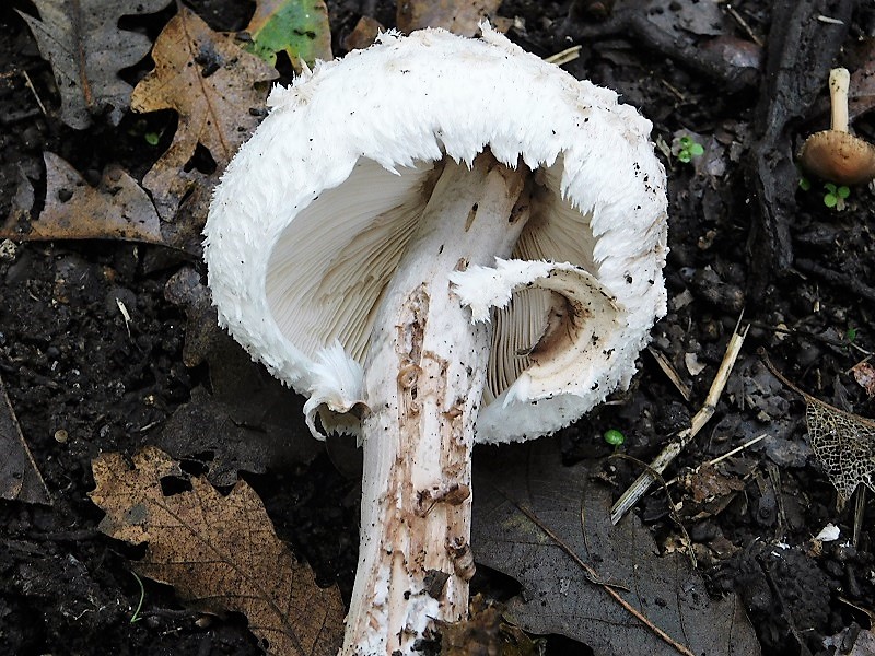 5)Fotogr.1.11.2019 sotto Quercia