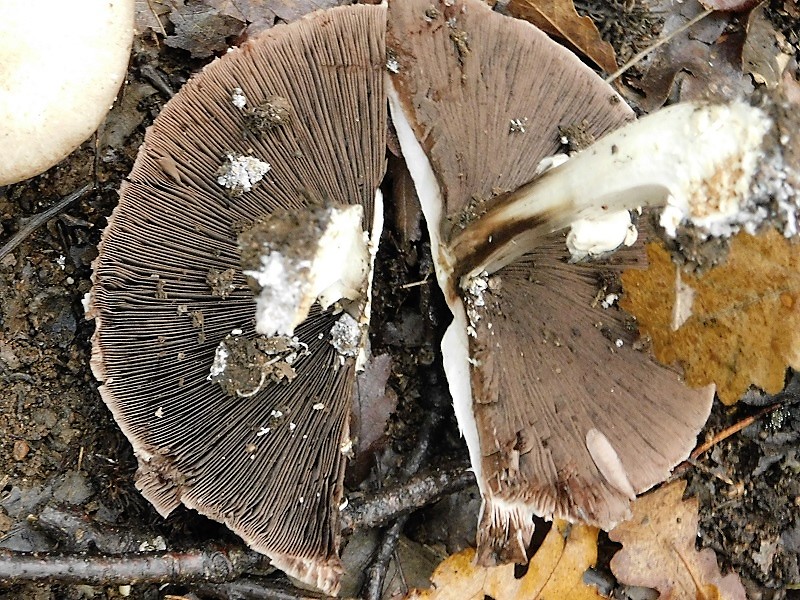 6)Fotogr.1.11.2019 sotto Quercia