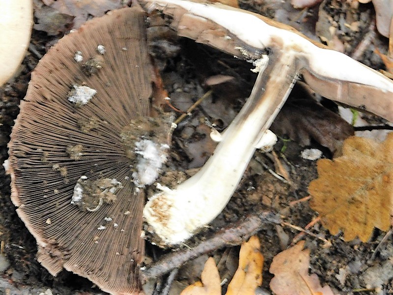 6)Fotogr.1.11.2019 sotto Quercia