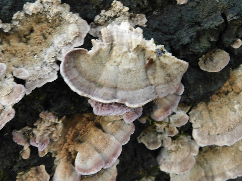2)Fotogr.il 26.11.2019 sotto Quercia lignicolo