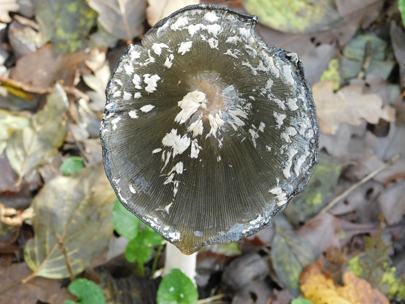 5)Fotogr.il 26.11.2019 sotto Quercia