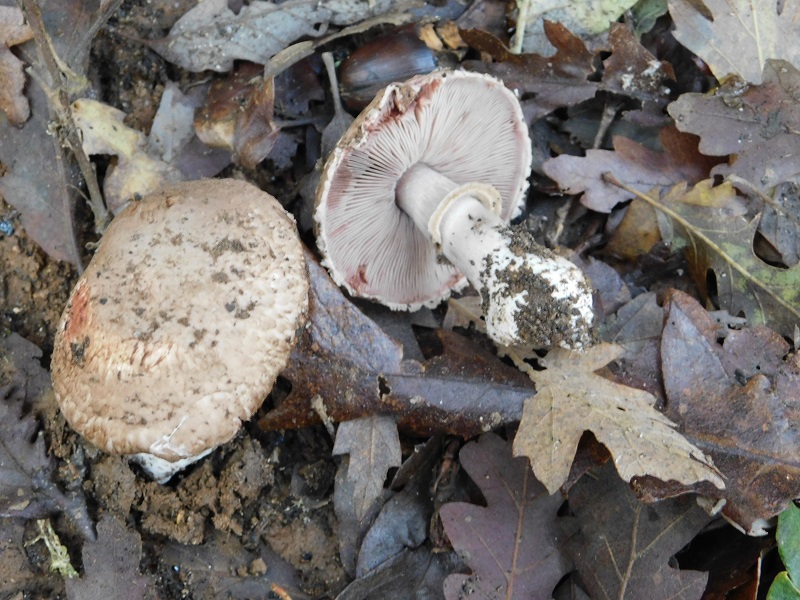 10)Fotogr.il 26.11.2019 sotto Quercia