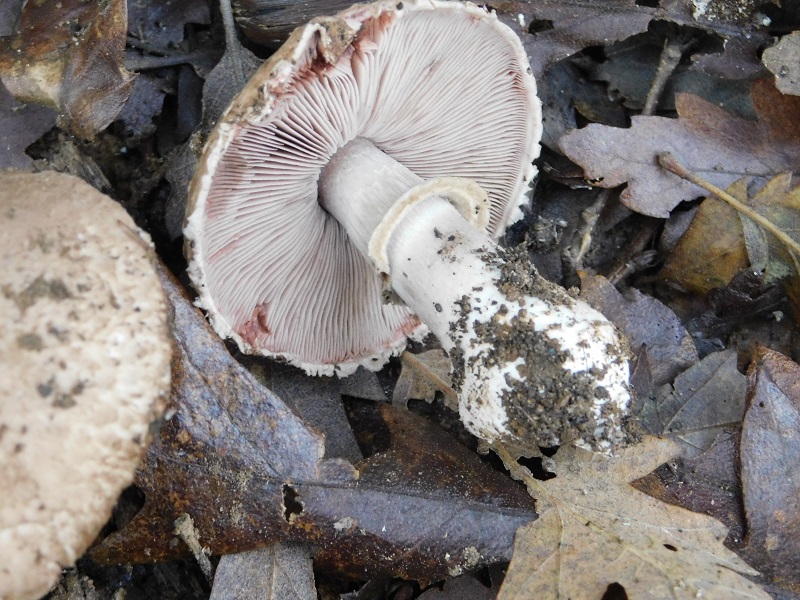 10)Fotogr.il 26.11.2019 sotto Quercia