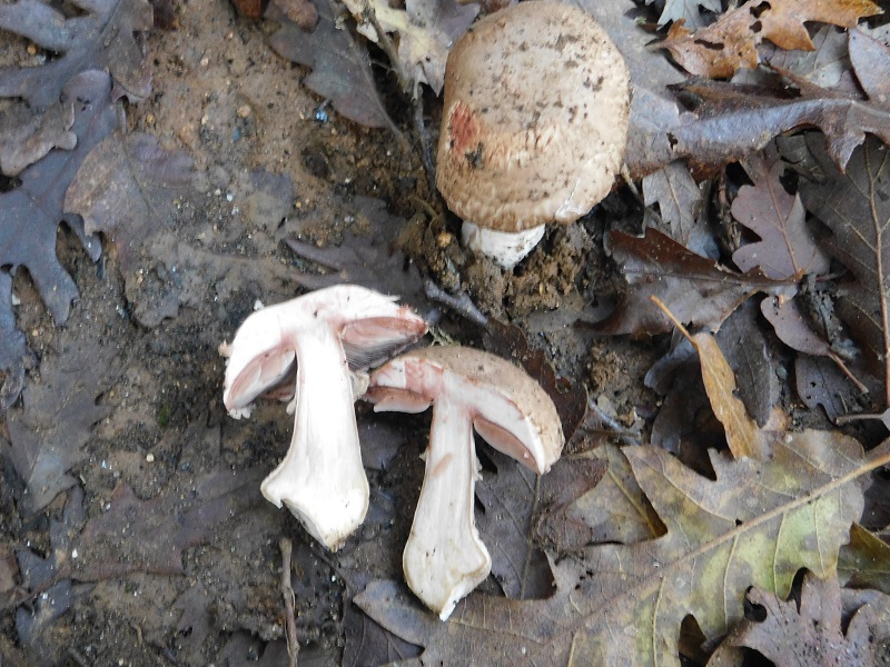 10)Fotogr.il 26.11.2019 sotto Quercia