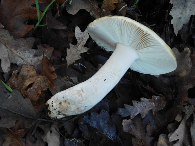 1)Fotogr.il 29.11.2019 bosco misto di latifoglia