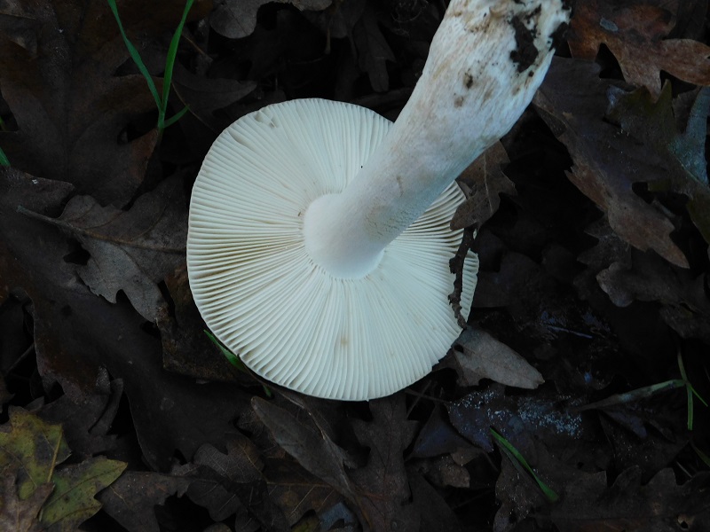 1)Fotogr.il 29.11.2019 bosco misto di latifoglia