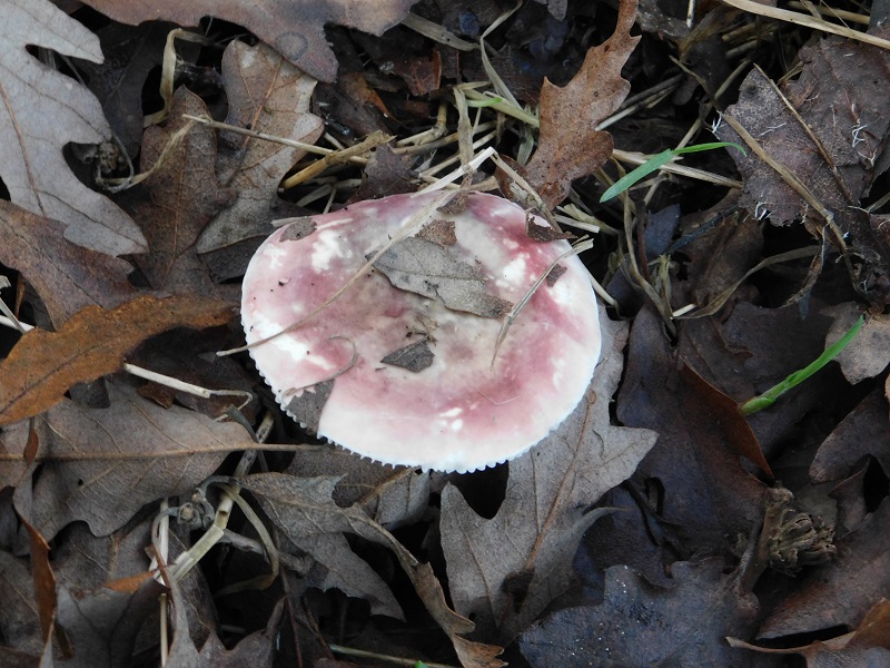 2)Fotogr.il29.11.2019 bosco misto di latifoglia