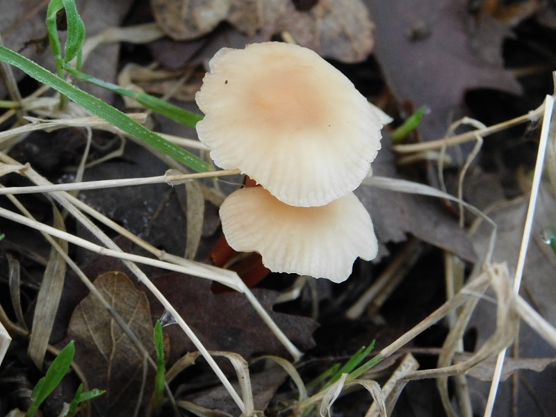 3)Fotogr.il29.11.2019 bosco misto di latifoglia