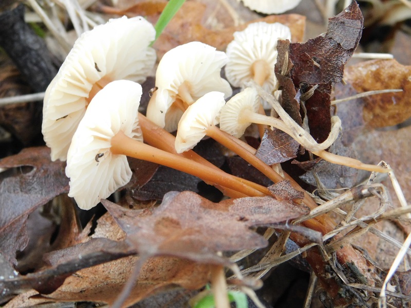 3)Fotogr.il29.11.2019 bosco misto di latifoglia