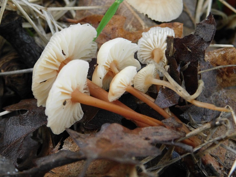 3)Fotogr.il29.11.2019 bosco misto di latifoglia