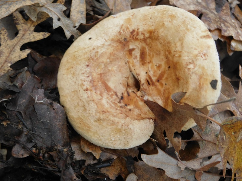 4)Fotogr.il 29.11.2019 bosco misto di latifogli